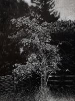 Rowan Tree