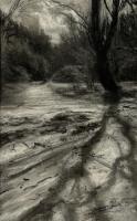 Woods at Cannock Ponds