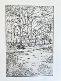 Woodland by the River Tweed 
