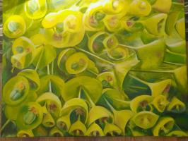 Euphorbias green burst