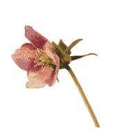 Hellebore Flower