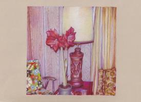 January Amaryllis
