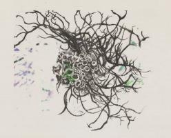 Lichen