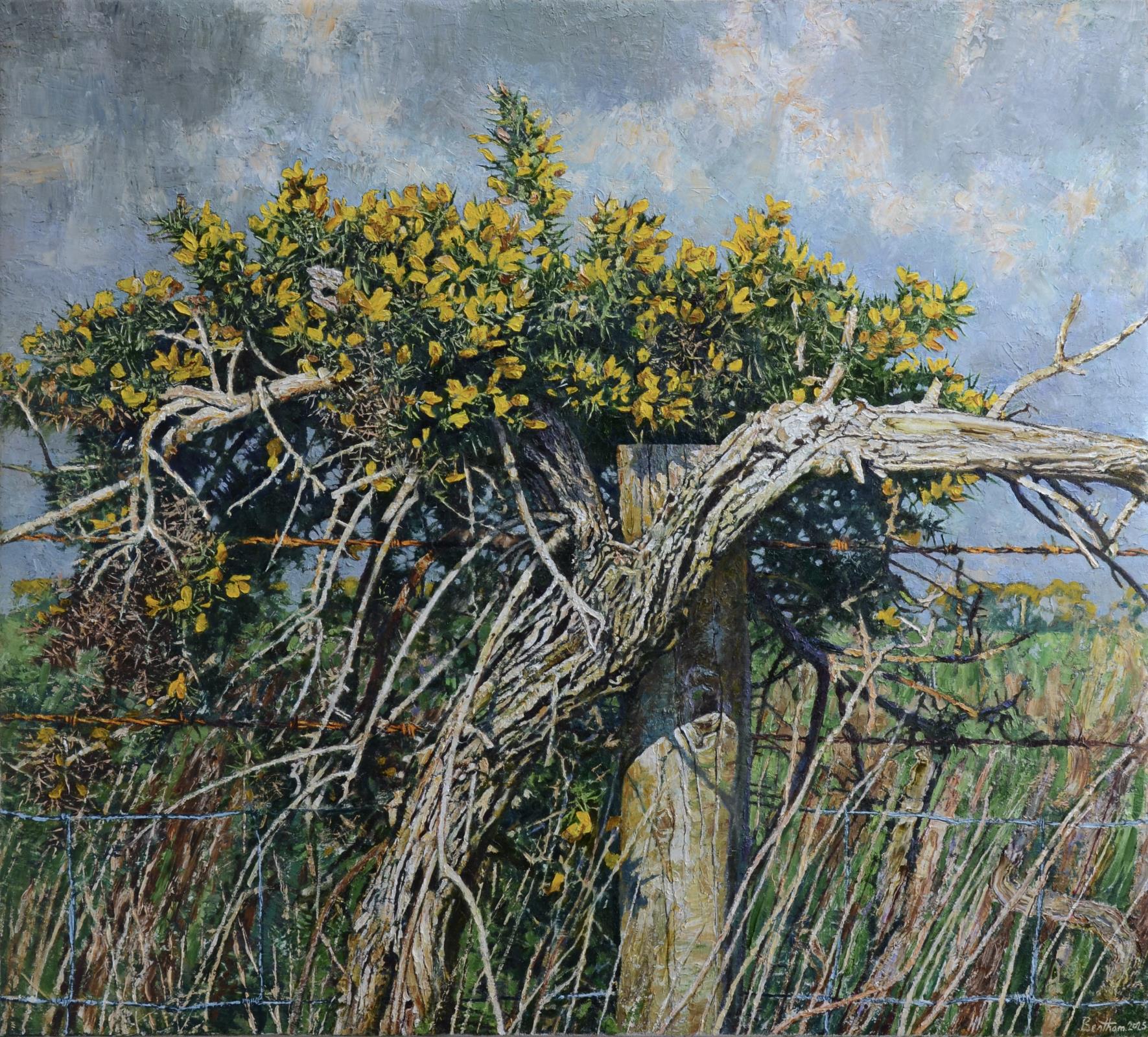 Gorse, Mendip Plateau, 2
