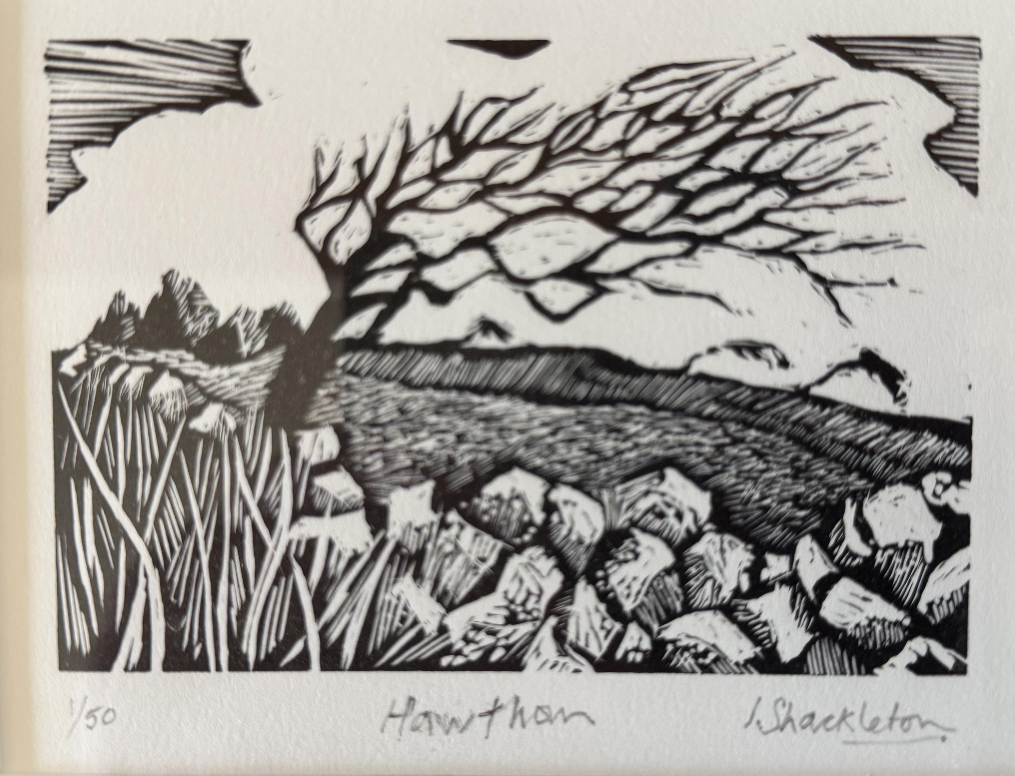 Hawthorn