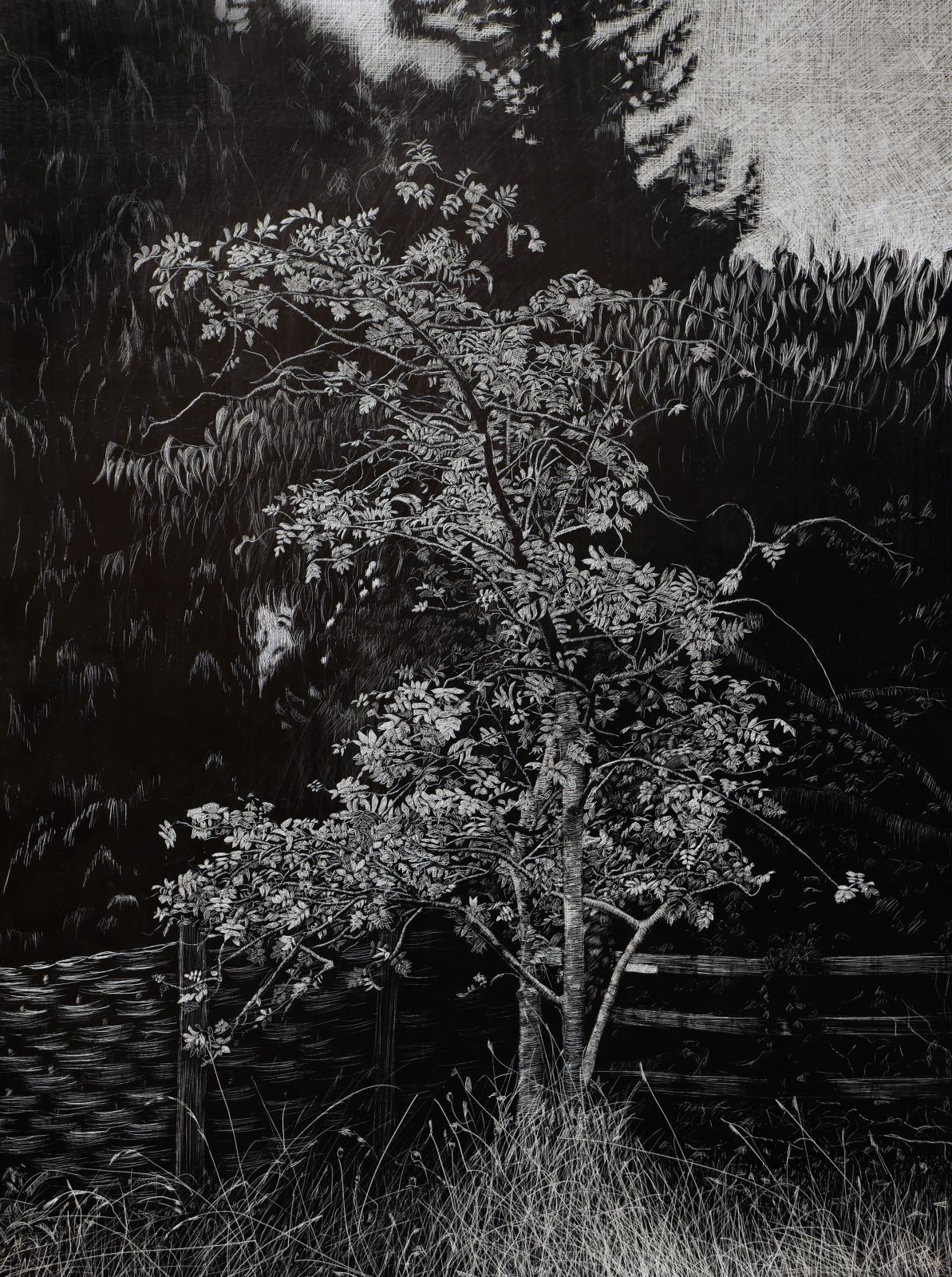 Rowan Tree