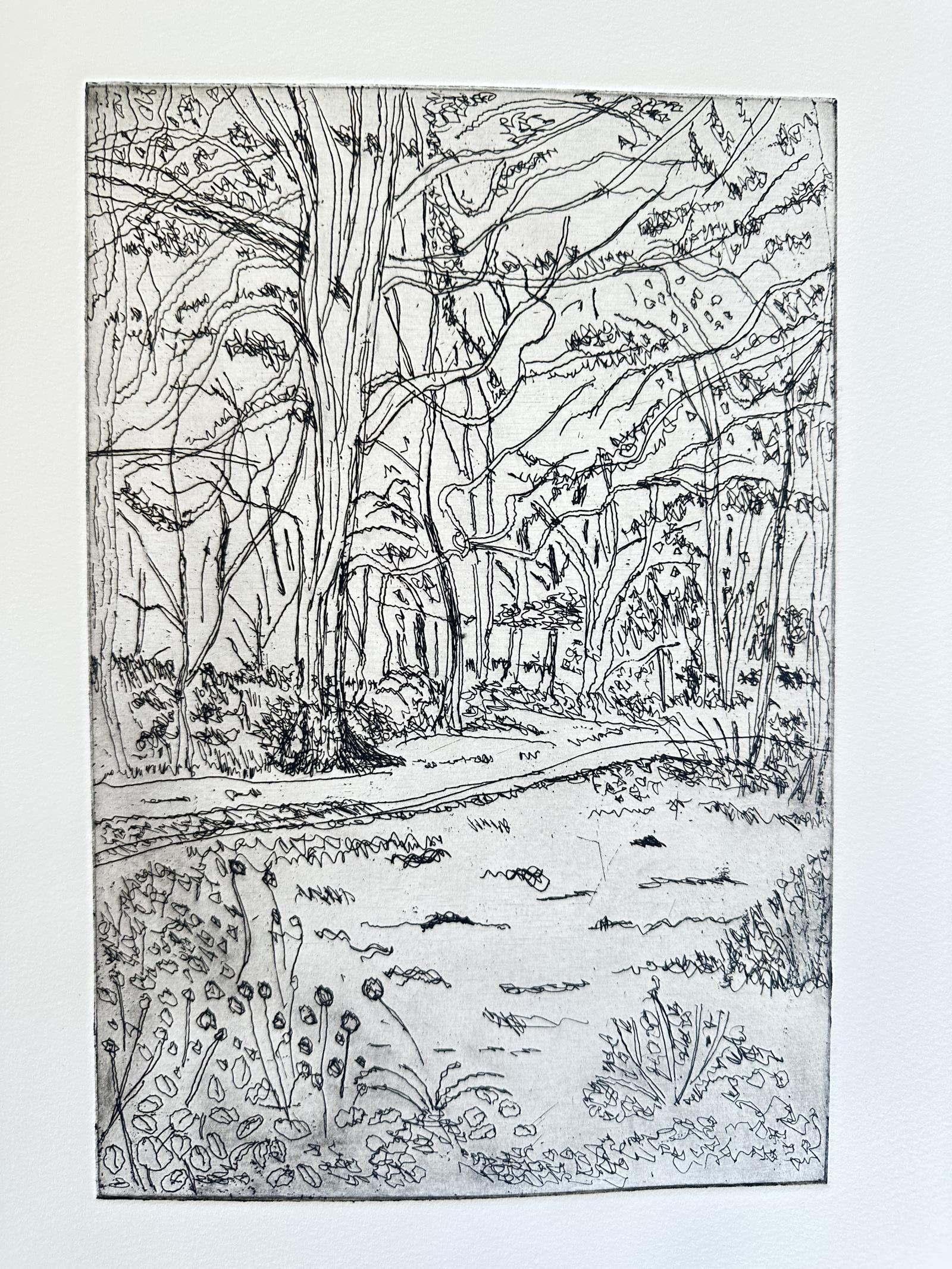 Woodland by the River Tweed 
