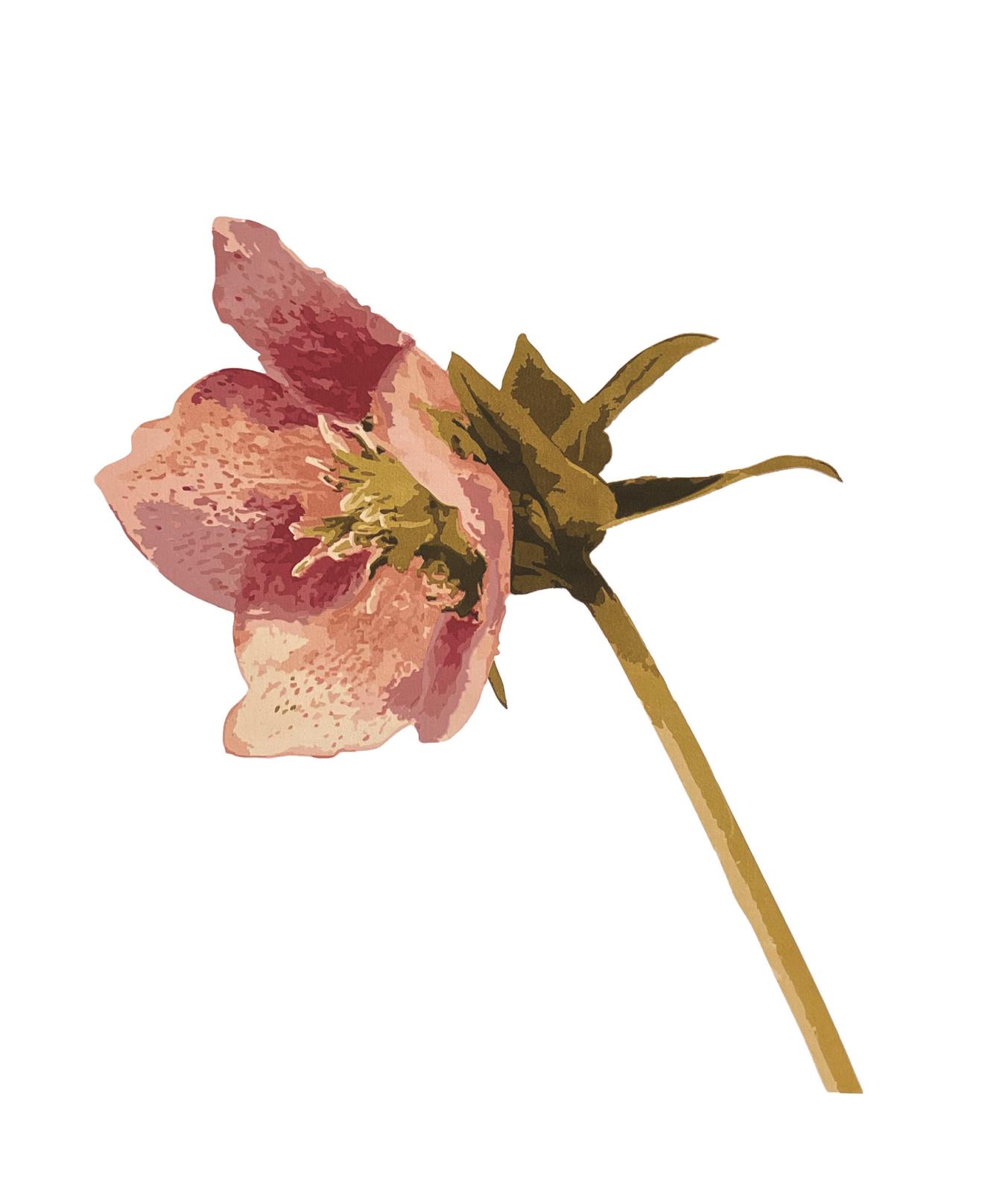 Hellebore Flower
