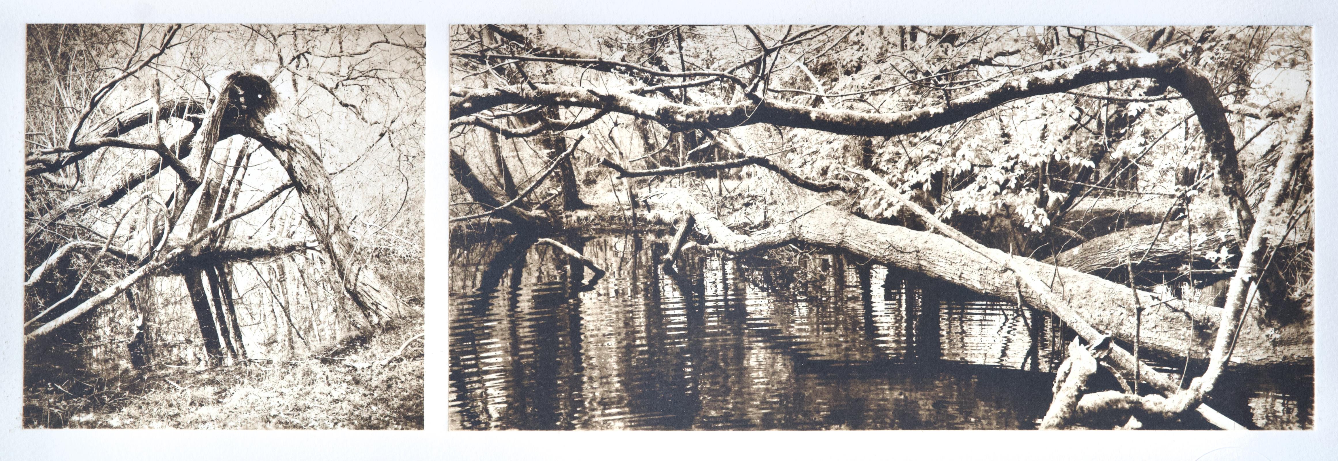 Woodland April - It was here in the gloom, we heard whisperings