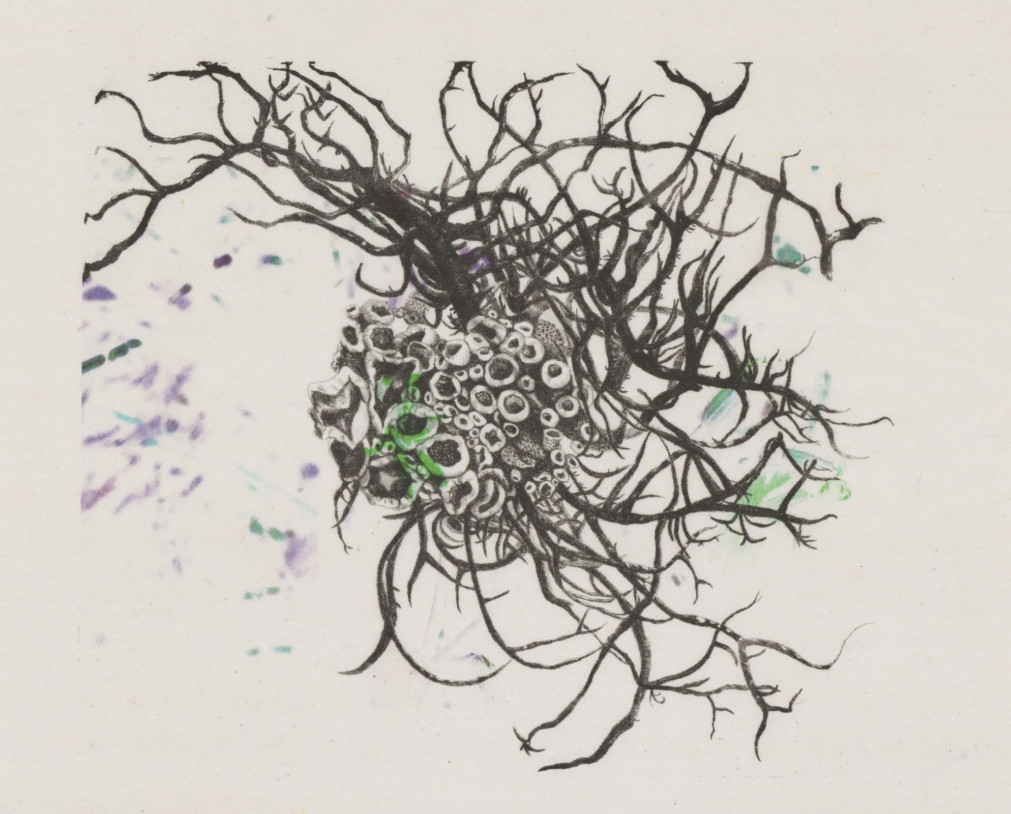 Lichen