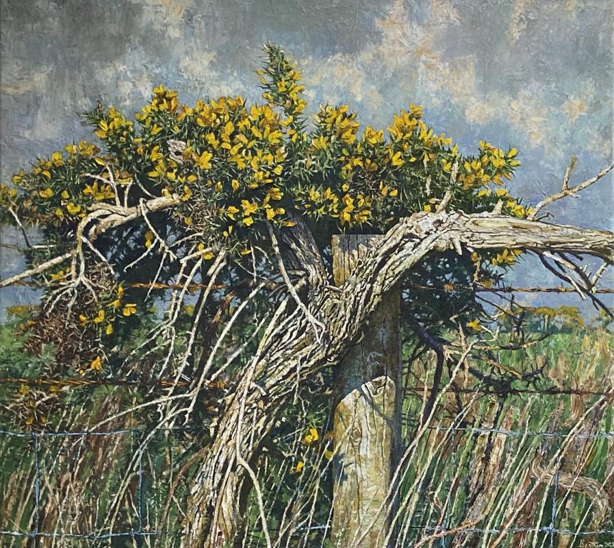 Gorse, Mendip Plateau, 2