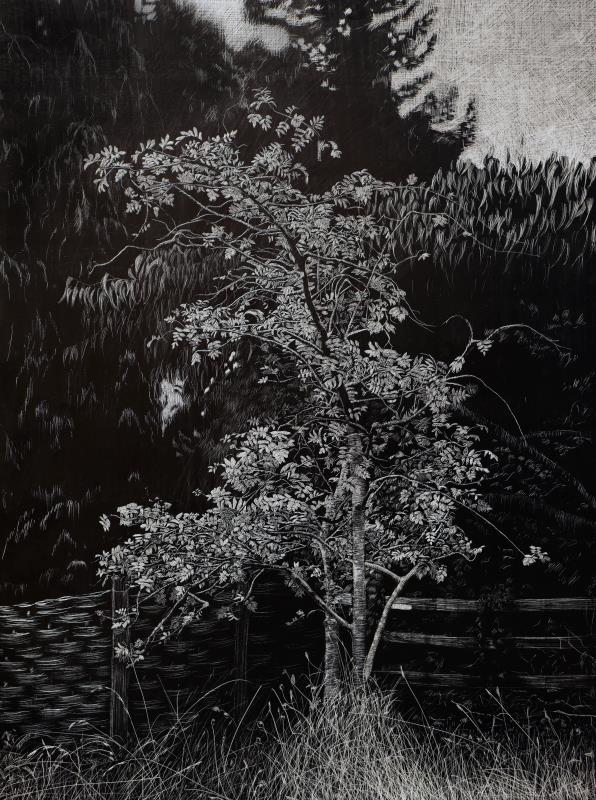 Rowan Tree