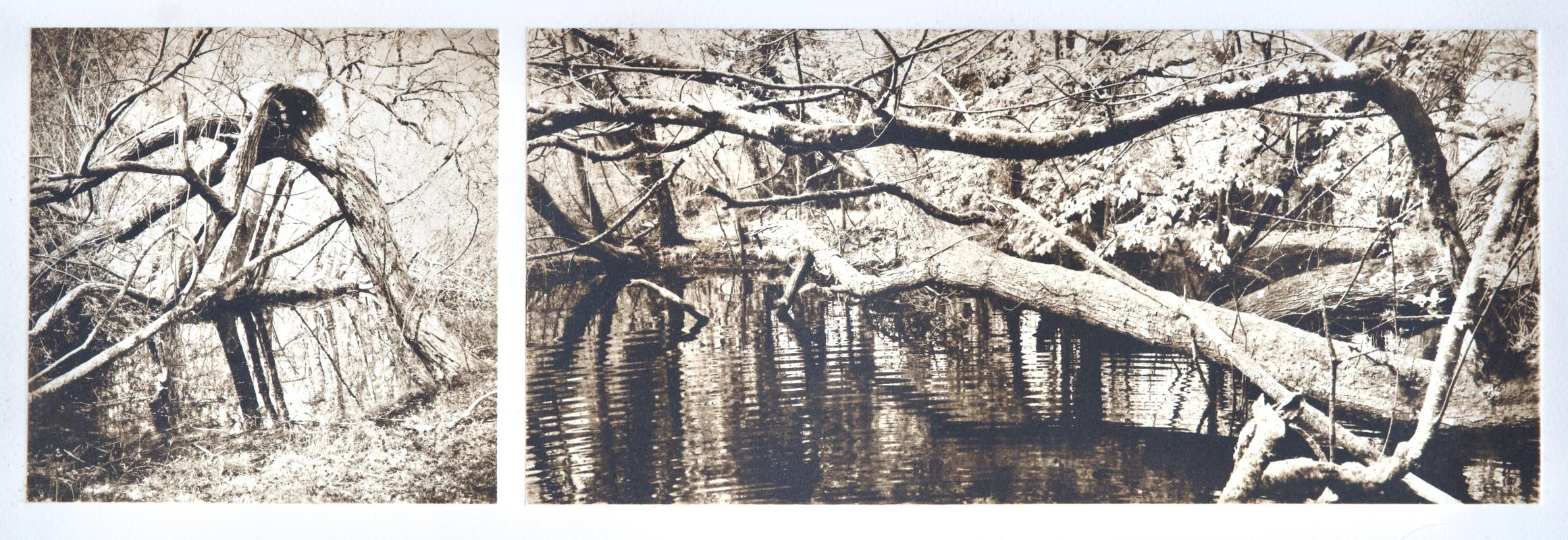 Woodland April - It was here in the gloom, we heard whisperings