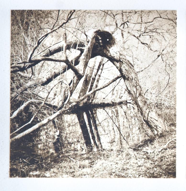 Woodland April - It was here in the gloom, we heard whisperings