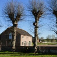 2017-11-30 Jackdaw boxes installed on lime trees.jpg
