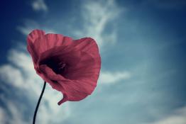 Poppy