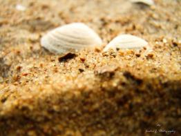 Shells