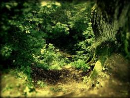 Magical Forest