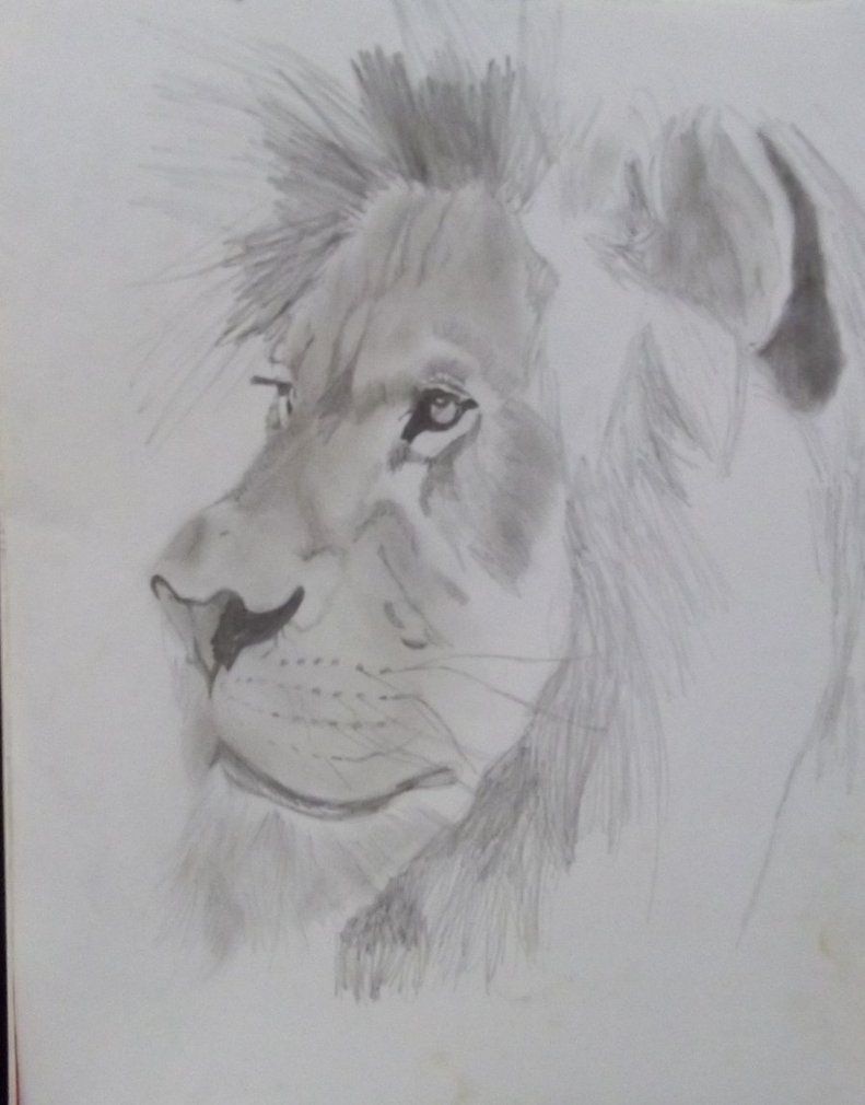 lion