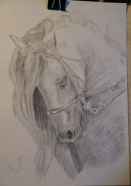 Andalusian horse