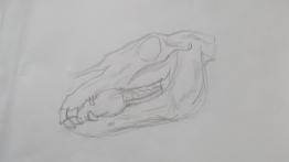 Horse Skull