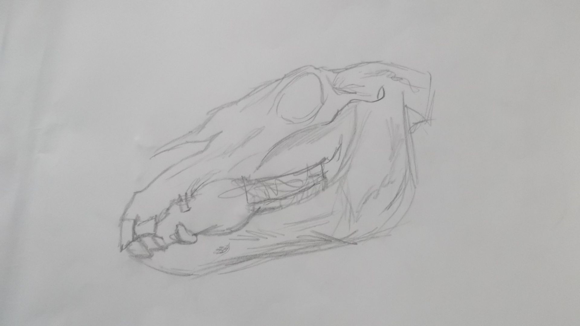 Horse-Skull