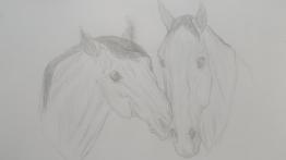 Two horses