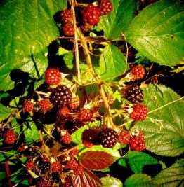Berry picking