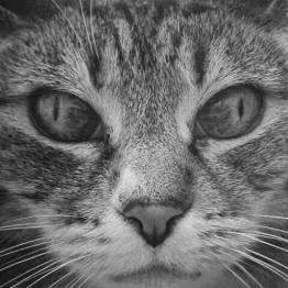the cat next door