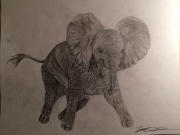 Baby Elephant