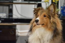 Sheltie