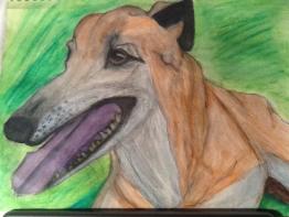 Greyhound
