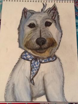 West Highland White Terrier (Westie)