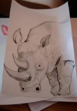 rhino