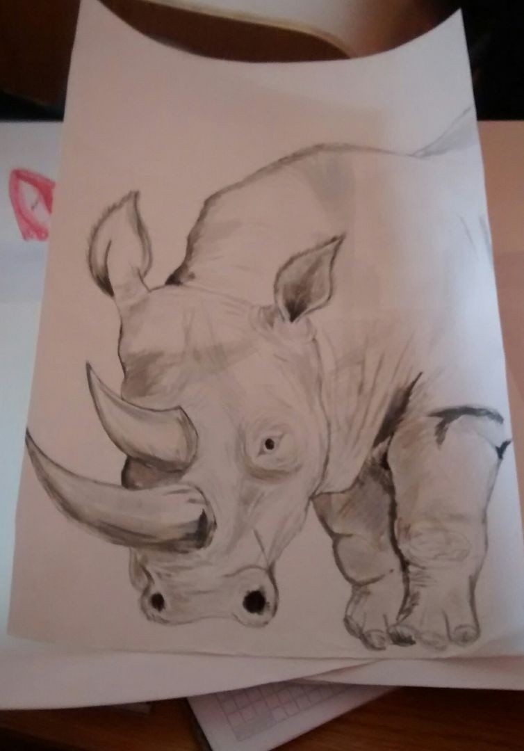 rhino
