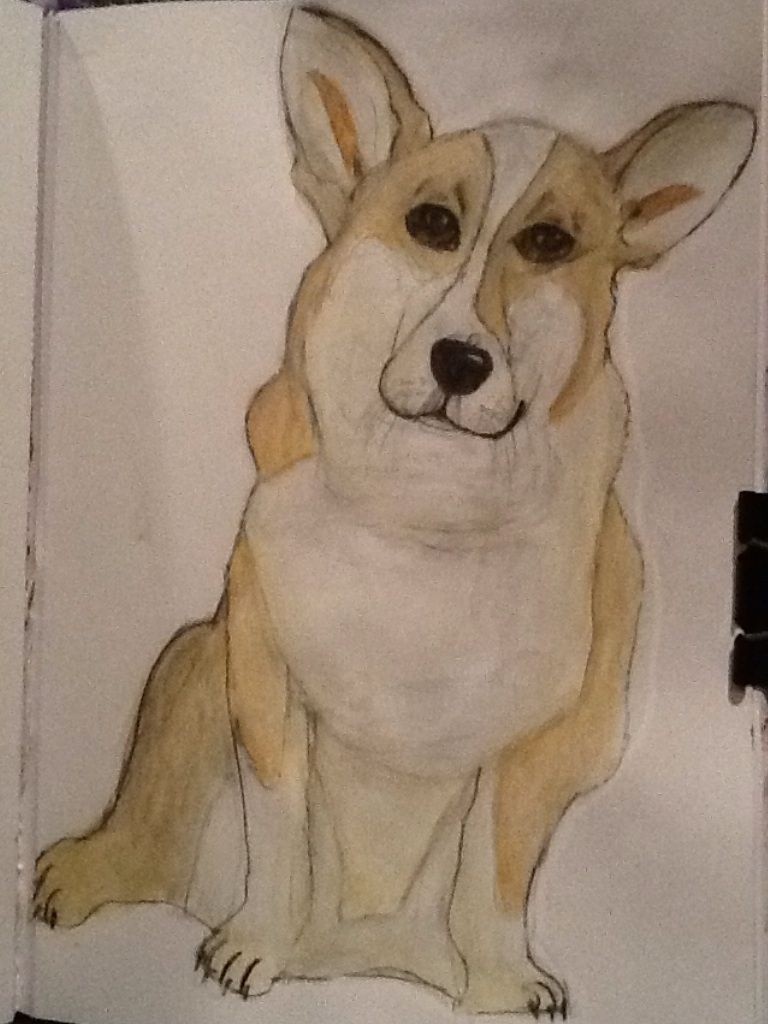 Cardigan-Welsh-Corgi