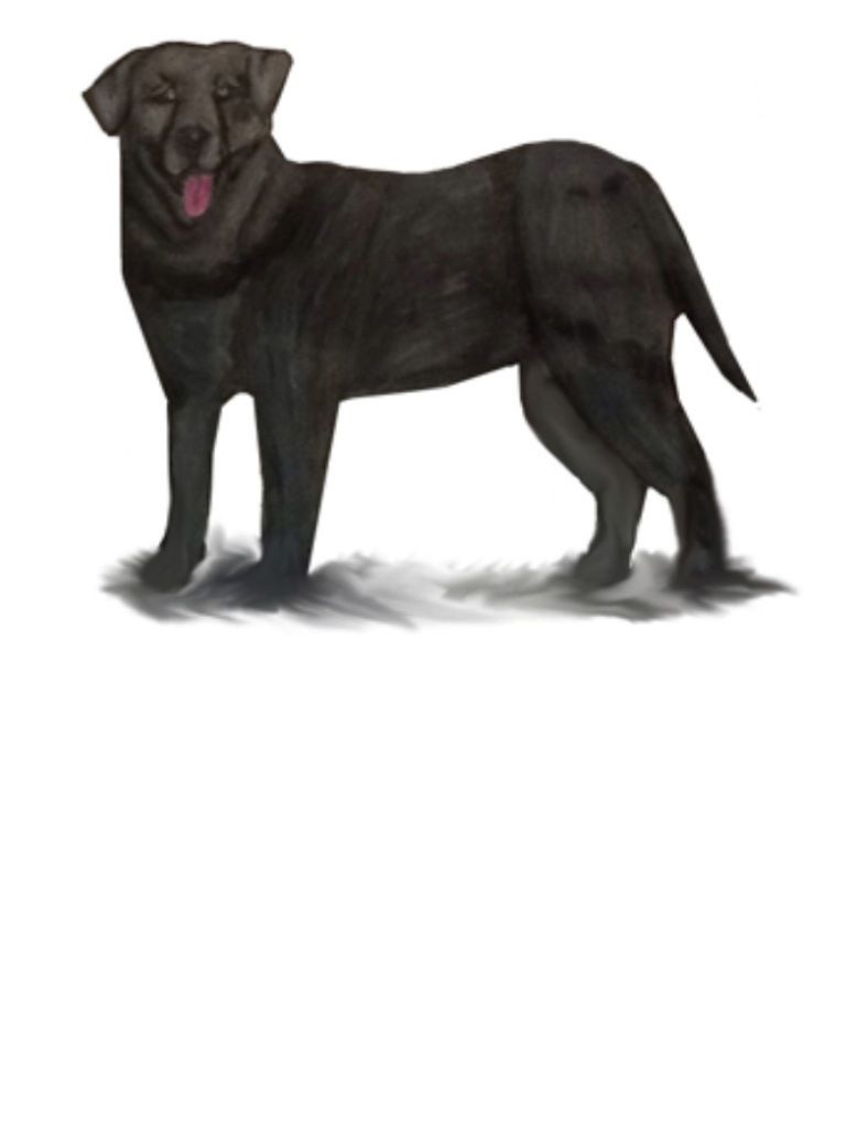 Black-Labrador-Retriever