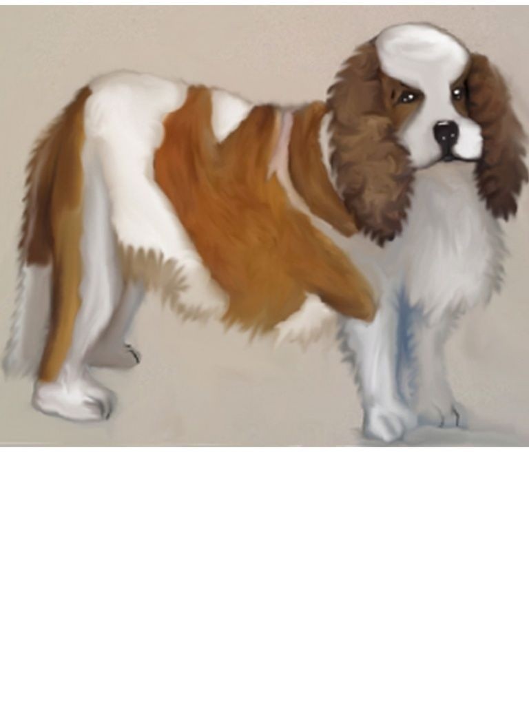 King-Charles-Cavalier-Spaniel