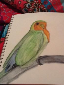 Peach-Faced Lovebird