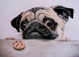 Cute pug