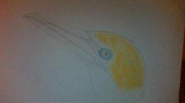 The Gannet