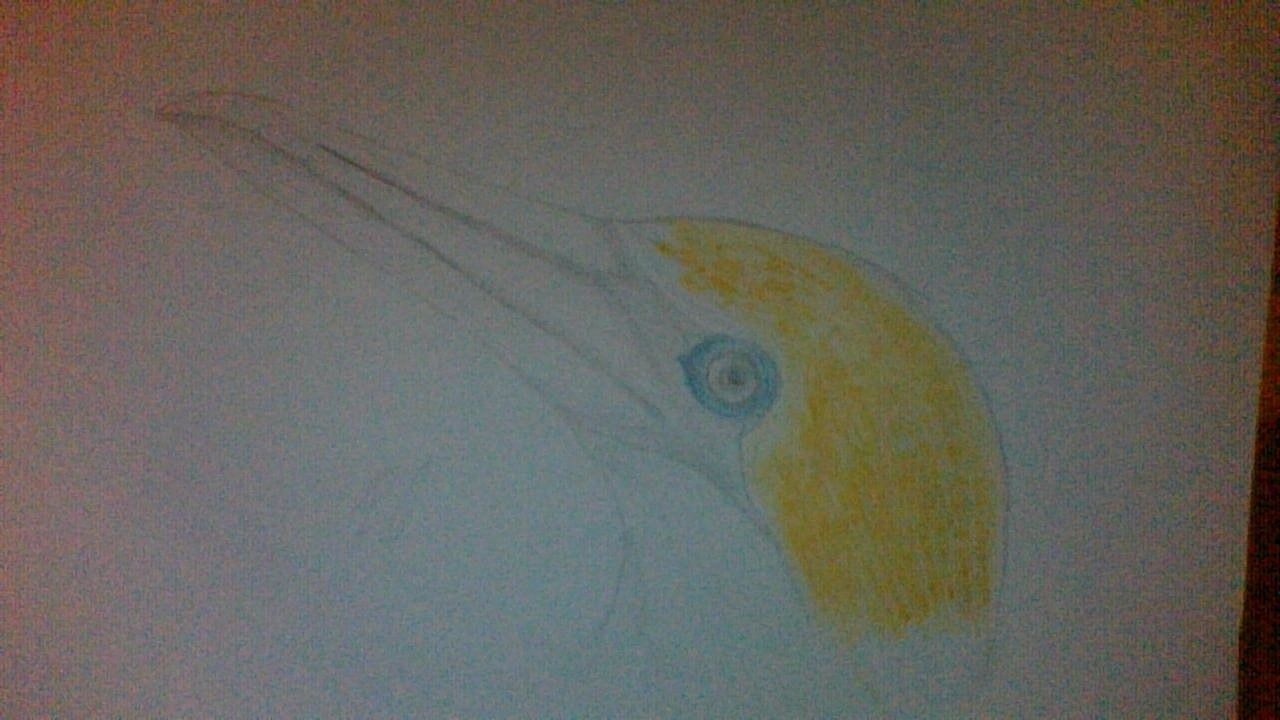 The-Gannet