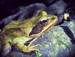 Green Frog