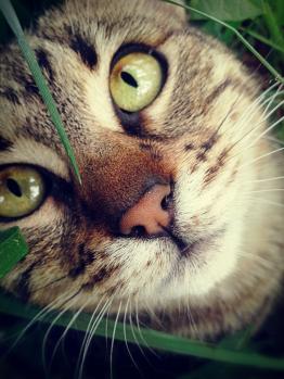 Johnny Cat