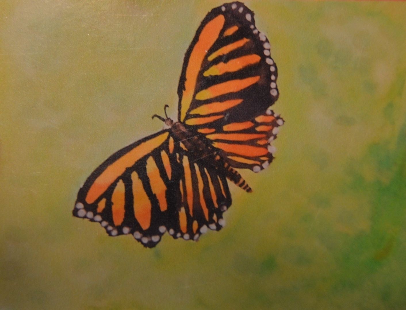 Monarch-butterfly