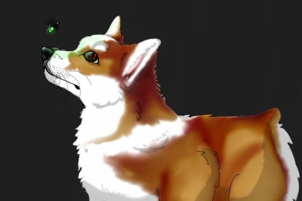 corgi