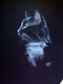 Cat on black I.