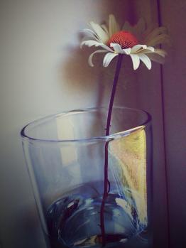 Daisy