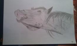 Horse's flehmen