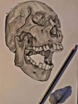 Study of a skull